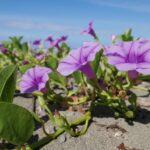 19.03.2022. Muzyczne podróże. Kostaryka / Danuta Rusała