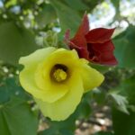 19.03.2022. Muzyczne podróże. Kostaryka / Danuta Rusała