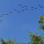 19.03.2022. Muzyczne podróże. Kostaryka / Danuta Rusała