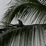 19.03.2022. Muzyczne podróże. Kostaryka / Danuta Rusała