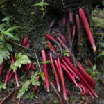 Kostaryka / Danuta Rasała