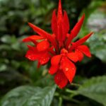 Kostaryka / Danuta Rasała