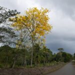 Kostaryka / Danuta Rasała