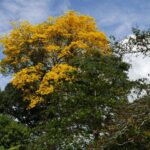 Kostaryka / Danuta Rasała