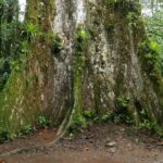 19.03.2022. Muzyczne podróże. Kostaryka / Danuta Rusała