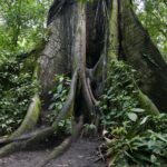 19.03.2022. Muzyczne podróże. Kostaryka / Danuta Rusała