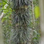 19.03.2022. Muzyczne podróże. Kostaryka / Danuta Rusała