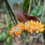 19.03.2022. Muzyczne podróże. Kostaryka / Danuta Rusała