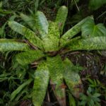 19.03.2022. Muzyczne podróże. Kostaryka / Danuta Rusała