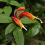 19.03.2022. Muzyczne podróże. Kostaryka / Danuta Rusała