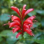 19.03.2022. Muzyczne podróże. Kostaryka / Danuta Rusała