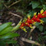 19.03.2022. Muzyczne podróże. Kostaryka / Danuta Rusała