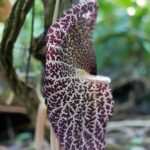 19.03.2022. Muzyczne podróże. Kostaryka / Danuta Rusała