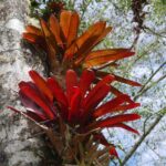 19.03.2022. Muzyczne podróże. Kostaryka / Danuta Rusała