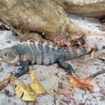 19.03.2022. Muzyczne podróże. Kostaryka / Danuta Rusała