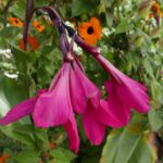 19.03.2022. Muzyczne podróże. Kostaryka / Danuta Rusała