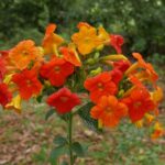 19.03.2022. Muzyczne podróże. Kostaryka / Danuta Rusała