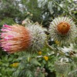 19.03.2022. Muzyczne podróże. Kostaryka / Danuta Rusała