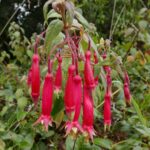 19.03.2022. Muzyczne podróże. Kostaryka / Danuta Rusała