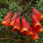 19.03.2022. Muzyczne podróże. Kostaryka / Danuta Rusała