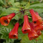 19.03.2022. Muzyczne podróże. Kostaryka / Danuta Rusała