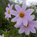 19.03.2022. Muzyczne podróże. Kostaryka / Danuta Rusała