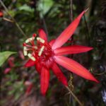 19.03.2022. Muzyczne podróże. Kostaryka / Danuta Rusała