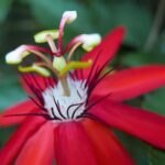 19.03.2022. Muzyczne podróże. Kostaryka / Danuta Rusała