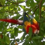 19.03.2022. Muzyczne podróże. Kostaryka / Danuta Rusała