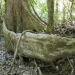 19.03.2022. Muzyczne podróże. Kostaryka / Danuta Rusała