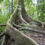 19.03.2022. Muzyczne podróże. Kostaryka / Danuta Rusała