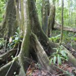 19.03.2022. Muzyczne podróże. Kostaryka / Danuta Rusała