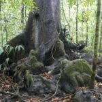 19.03.2022. Muzyczne podróże. Kostaryka / Danuta Rusała