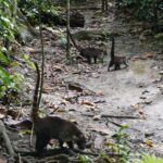 19.03.2022. Muzyczne podróże. Kostaryka / Danuta Rusała