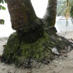 19.03.2022. Muzyczne podróże. Kostaryka / Danuta Rusała