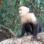 19.03.2022. Muzyczne podróże. Kostaryka / Danuta Rusała