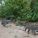 19.03.2022. Muzyczne podróże. Kostaryka / Danuta Rusała