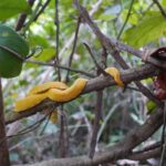 19.03.2022. Muzyczne podróże. Kostaryka / Danuta Rusała