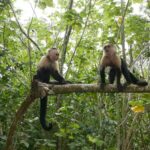 19.03.2022. Muzyczne podróże. Kostaryka / Danuta Rusała