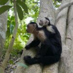 19.03.2022. Muzyczne podróże. Kostaryka / Danuta Rusała