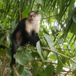 19.03.2022. Muzyczne podróże. Kostaryka / Danuta Rusała