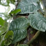 19.03.2022. Muzyczne podróże. Kostaryka / Danuta Rusała