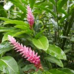 19.03.2022. Muzyczne podróże. Kostaryka / Danuta Rusała