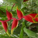 19.03.2022. Muzyczne podróże. Kostaryka / Danuta Rusała