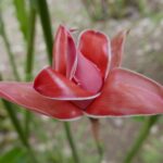 19.03.2022. Muzyczne podróże. Kostaryka / Danuta Rusała