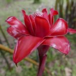 19.03.2022. Muzyczne podróże. Kostaryka / Danuta Rusała