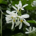 19.03.2022. Muzyczne podróże. Kostaryka / Danuta Rusała