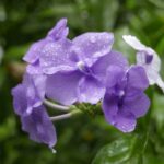 19.03.2022. Muzyczne podróże. Kostaryka / Danuta Rusała