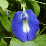 19.03.2022. Muzyczne podróże. Kostaryka / Danuta Rusała