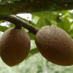 19.03.2022. Muzyczne podróże. Kostaryka / Danuta Rusała